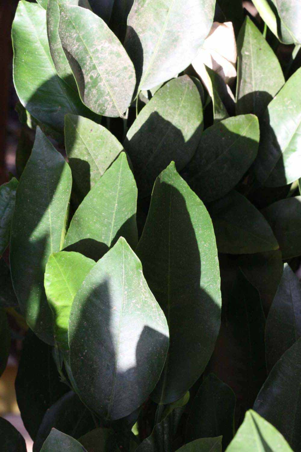              Sun leaves (Riverside, CA)       